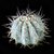 Melocactus azureus