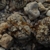 Lithops bromfieldii v. mennelii C 283