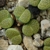 Lithops fulviceps cv. aurea