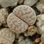 Lithops gracilidelineata C 385