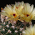 Notocactus submammulosus MN 74 (Capilla del Monte, Arg)