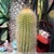 Pilosocereus chrysostele