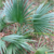 Sabal minor 'Cherokee'