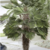 Trachycarpus wagnerianus