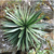 Agave schidigera