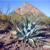 Agave sobria