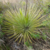Agave striata ssp. falcata