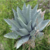 Agave temacapulinensis