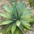 Agave xylonacantha 'Blue'
