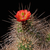 Echinocereus bakeri (Hurricane-Virgin, Utah)