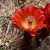 Echinocereus bakeri (Virgin-Zion, Utah)
