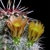 Echinocereus chloranthus subsp. rhyolithensis fa. cowperi RC7/95