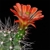 Echinocereus coccineus (Eagle Pass, TX)