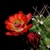 Echinocereus coccineus ssp. paucispinus (Del Rio, TX)