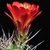 Echinocereus coccineus ssp. roemeri BW 111 (Real Co, TX)