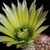 Echinocereus dasyacanthus (Castalon, TX)
