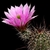 Echinocereus fendleri (Lordsburg, NM)
