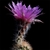 Echinocereus fitchii (Webb Co, TX)