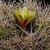 Echinocereus maritimus (San Carlos Canyon, BCN)