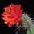 Echinocereus ortegae (Canelas-Topia, Dur)
