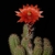 Echinocereus ortegae (San Rafael, Son)