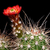 Echinocereus pacificus (Agua Caliente, BC)