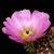 Echinocereus pamanesiorum (San Juan Capistrano, Mex)
