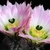 Echinocereus pectinatus (El Morrison, Chih)