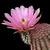 Echinocereus pectinatus (Hidalgo del Parral - Rodeo)