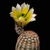 Echinocereus pectinatus (Maxwell, TX)