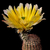 Echinocereus pectinatus ssp. rutowiorum (Cusihuiriachic, Chih, Mex)