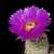 Echinocereus reichenbachii ssp. baileyi (Apache, Cado Co, OK)