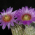 Echinocereus reichenbachii ssp. caespitosus (Blue River, OK)
