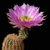 Echinocereus reichenbachii ssp. caespitosus (Lake Cisco, Eastland, TX)