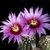 Echinocereus reichenbachii ssp. caespitosus HK 1228 (Atascosa Co, TX)
