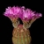 Echinocereus rigidissimus (El Encinal, Sonora, Mex)