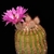 Echinocereus rigidissimus (Rosario, Sonora)