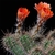 Echinocereus salm-dyckianus (Waterfall Basaseachic)