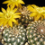 Sulcorebutia arenacea MC 4400