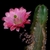 Echinocereus scheeri subsp. gentryi (Chihuahua, Mex)