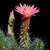 Echinocereus sheeri (Maycoba-Yepachic)