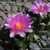 Ariocarpus bravoanus VM 288 (Nunez, SLP, Mex)