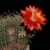 Echinocereus spec. PG 302 (Mexico)
