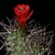 Echinocereus triglochidiatus (Taos, NM)