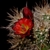Echinocereus triglochidiatus v. mojavensis (Flagstaff-Jacobs lake, AZ)