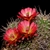 Echinocereus triglochidiatus v. mojavensis (Flagstaff-Page, AZ)