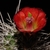 Echinocereus triglochidiatus v. mojavensis (Pipe Springs, AZ)