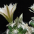 Escobaria abdita PP 1596