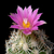 Escobaria hesteri ssp. grata VM 545