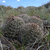 Escobaria vivipara MN 406 (S Hogan Pass, 2600m, Utah, USA)